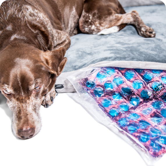 Cooling Dog Bed